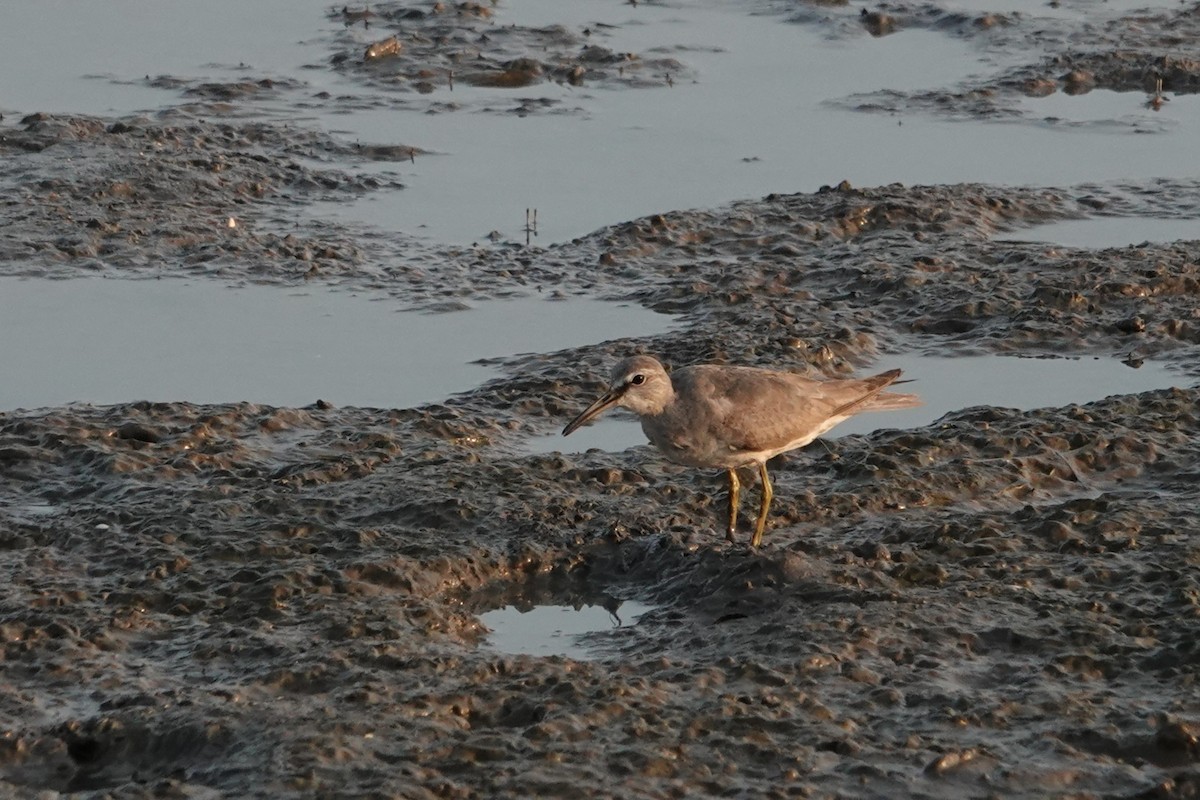 Коловодник попелястий - ML646437677