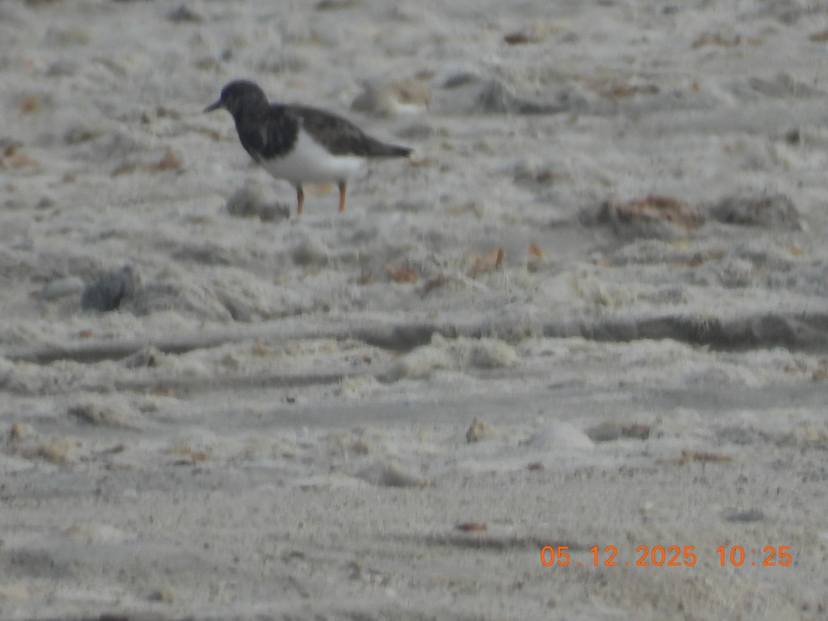 Ruddy Turnstone - ML646437678