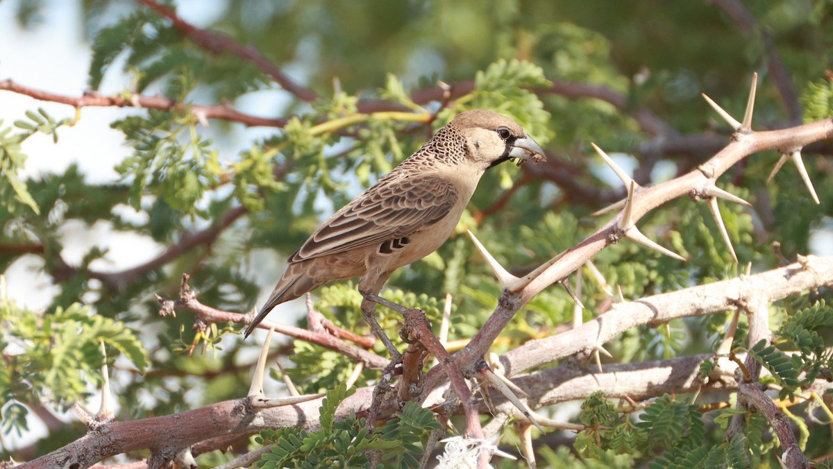 Sociable Weaver - ML646437679