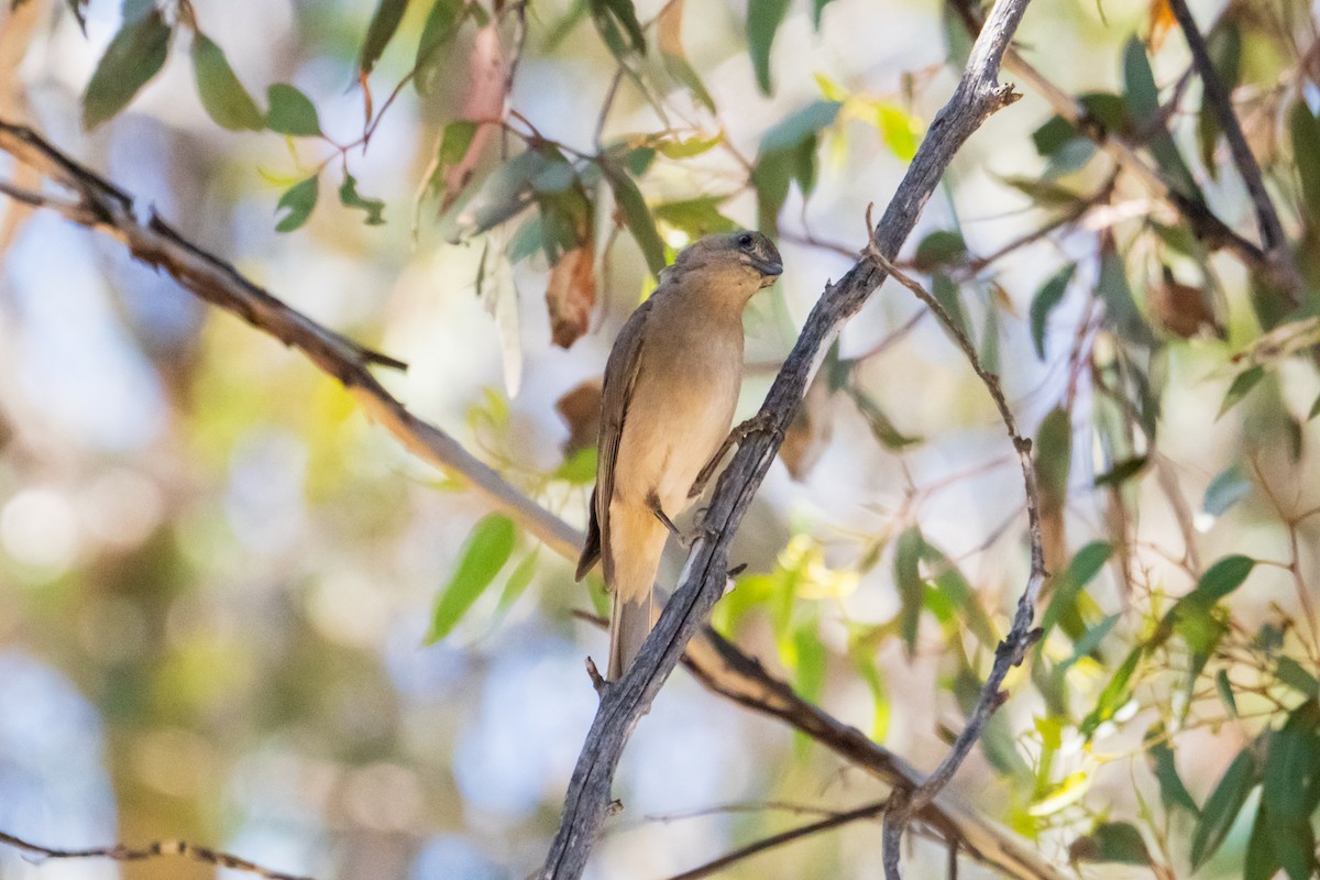 Gray Shrikethrush - ML646437682