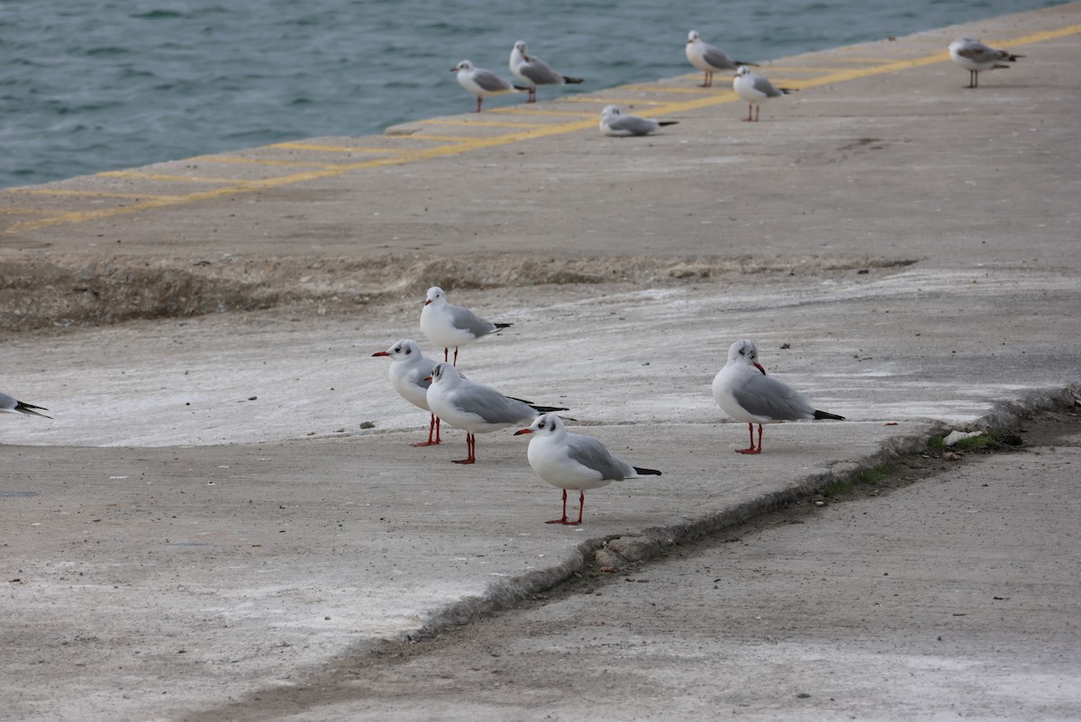Black-headed Gull - ML646437683