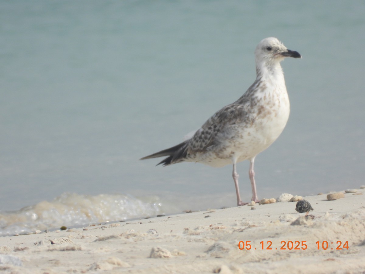 Lesser Black-backed Gull - ML646437684
