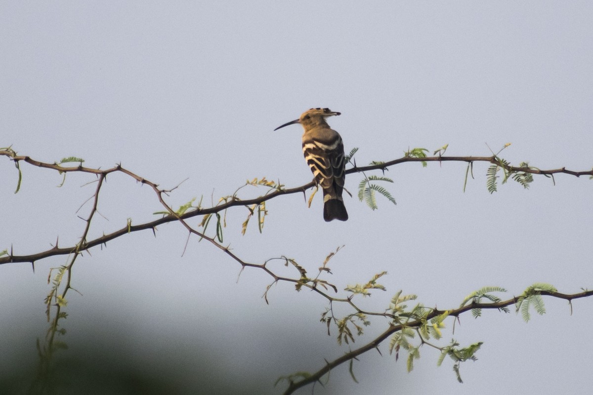 戴勝 - ML646437685