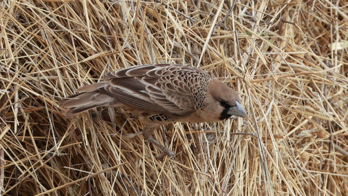 Sociable Weaver - ML646437686