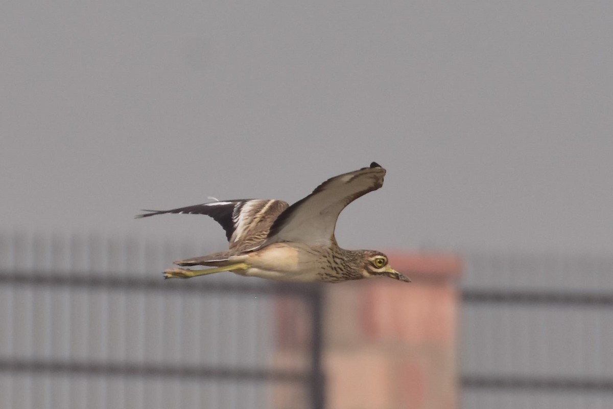 dytík indický - ML646437687