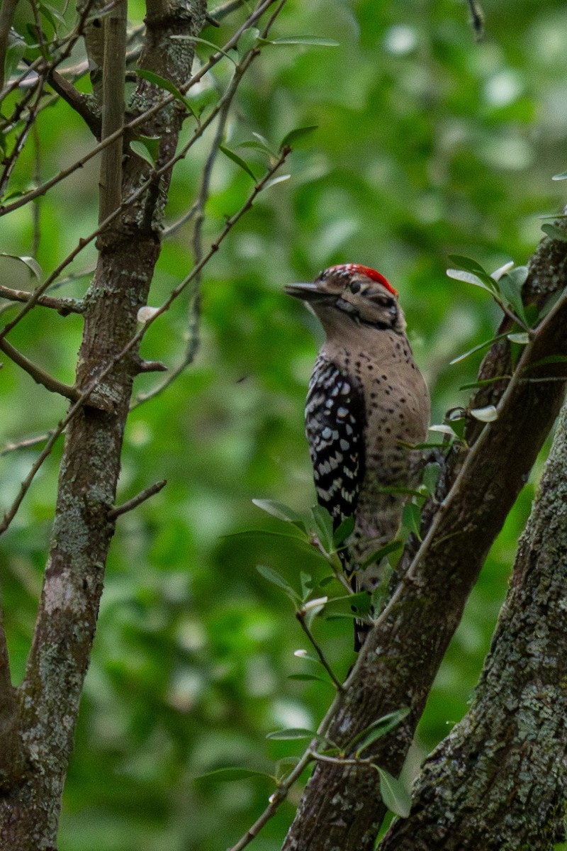 Ladder-backed Woodpecker - ML646437688