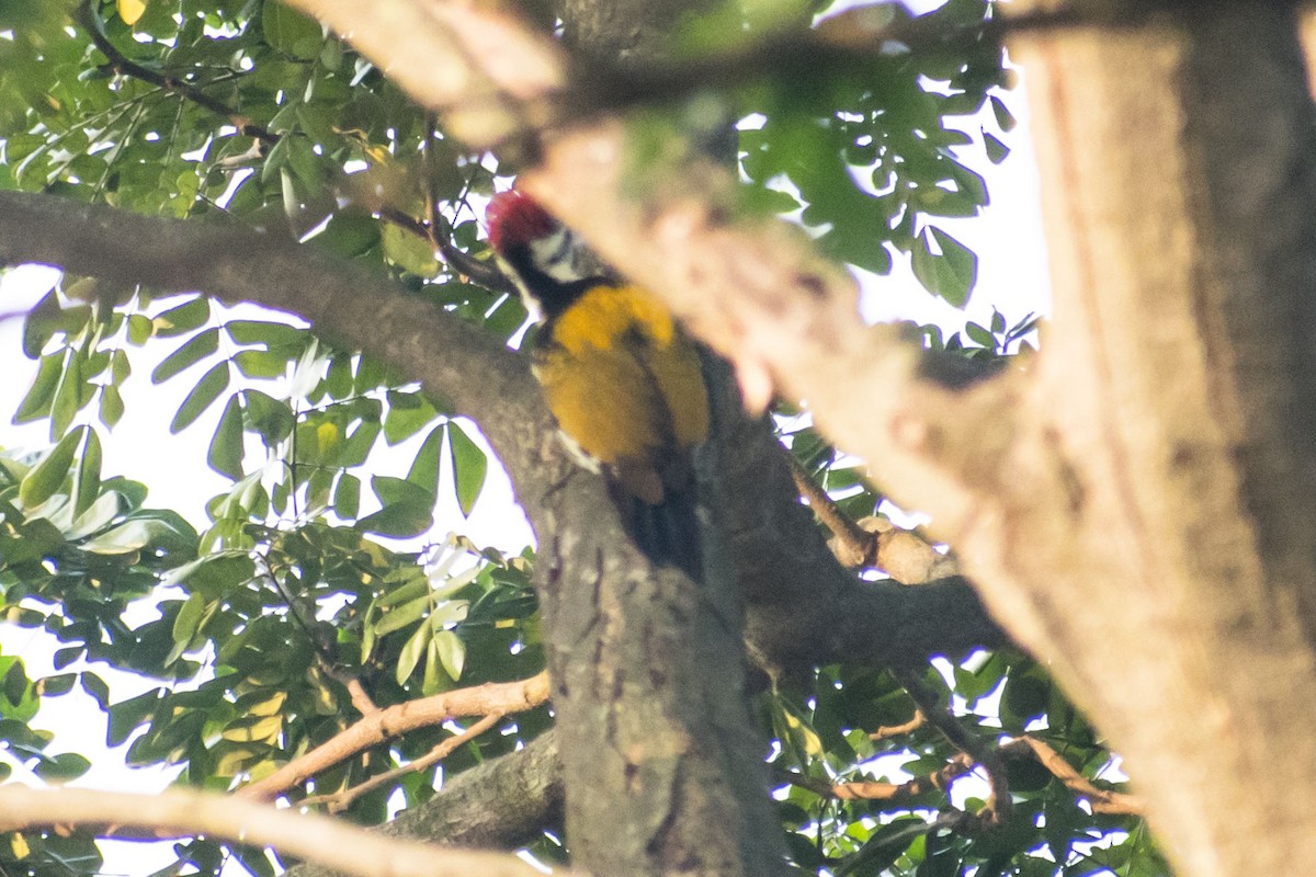 Black-rumped Flameback - ML646437692