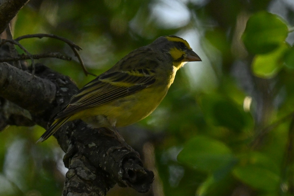 Yellow-fronted Canary - ML646437698