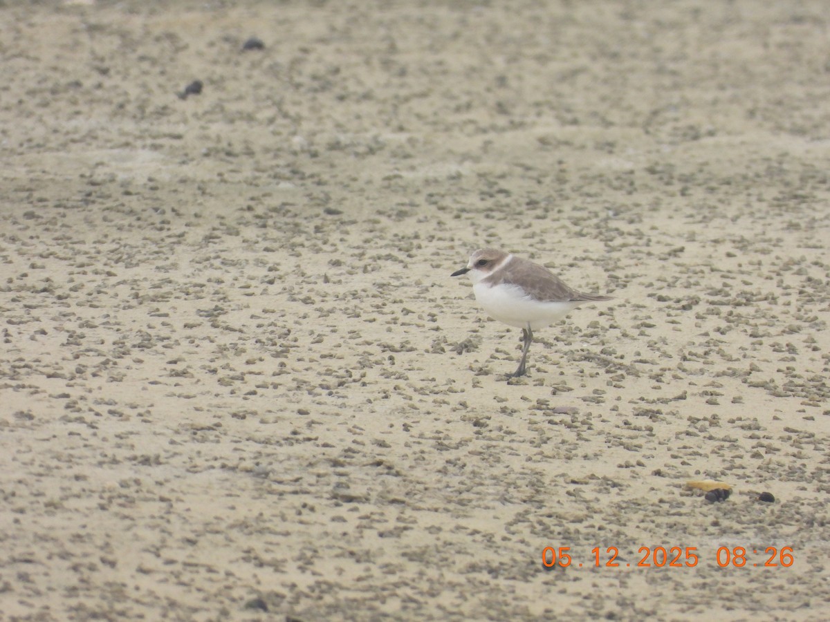Kentish Plover - ML646437699