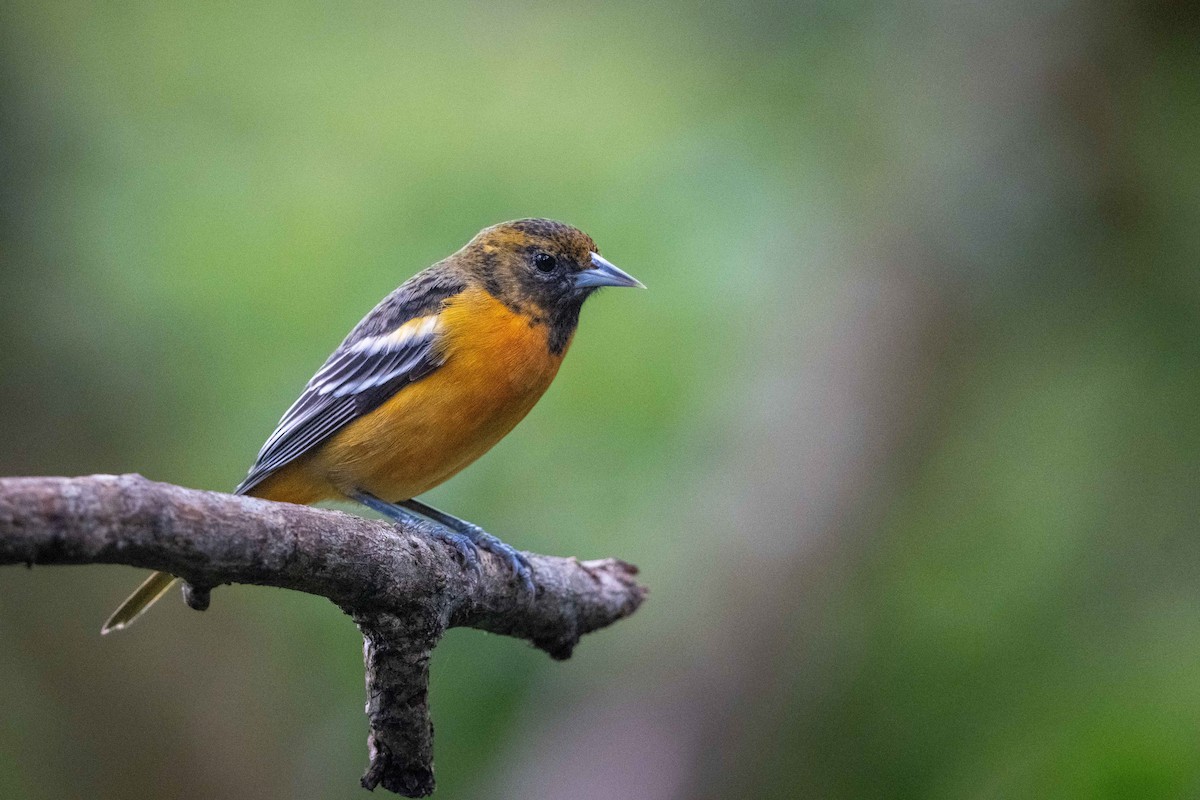 ボルチモアムクドリモドキ - ML646437702