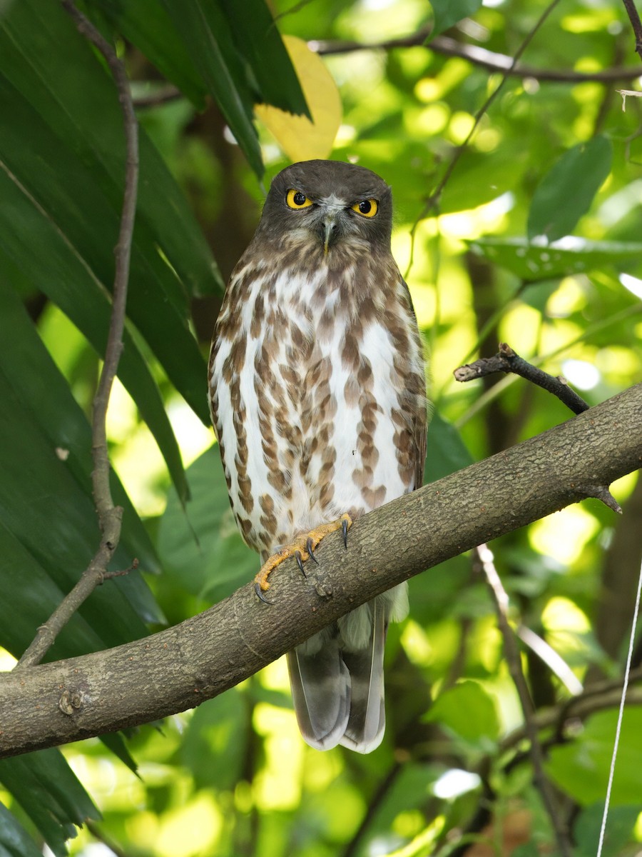 Northern Boobook - ML646437704