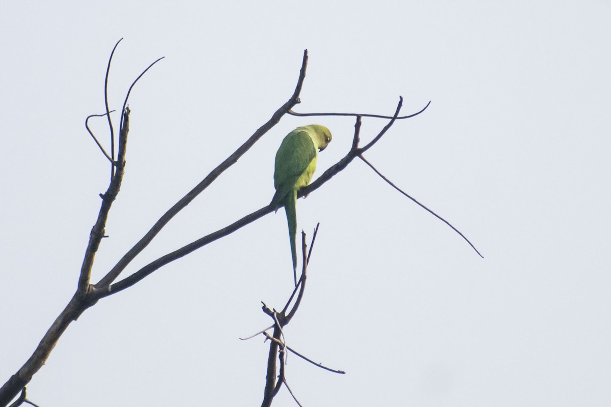 紅領綠鸚鵡 - ML646437705