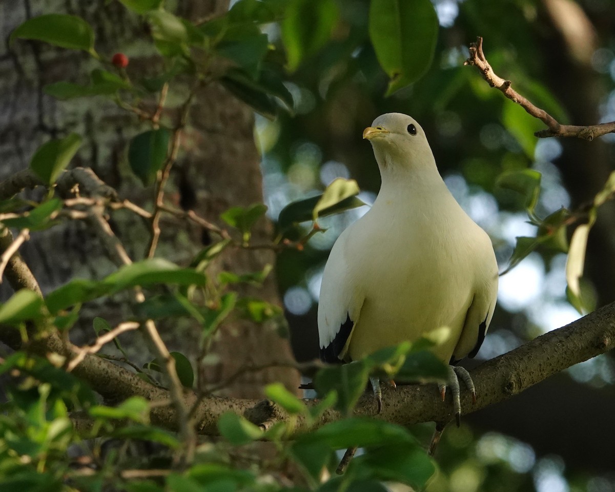 holub pobřežní - ML646437706
