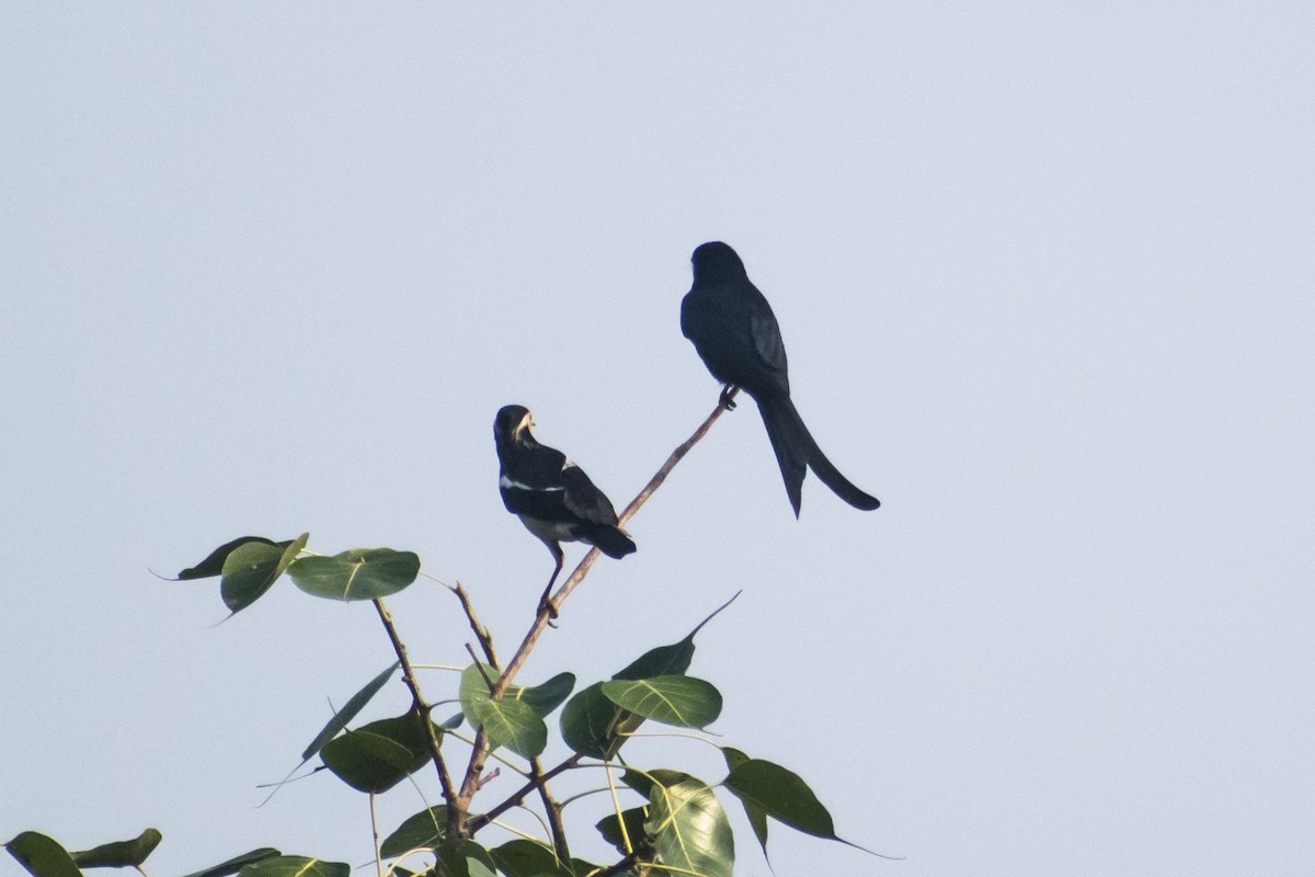 大卷尾 - ML646437707