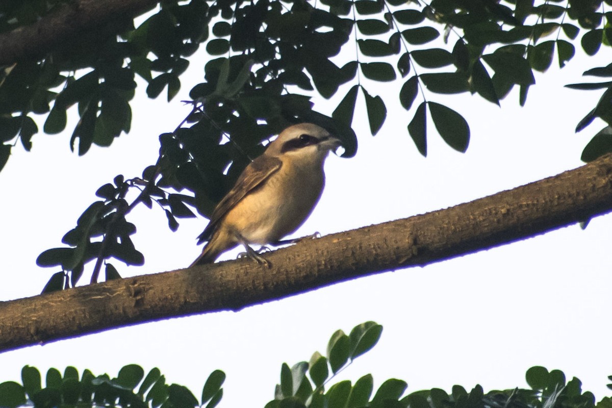 紅尾伯勞 - ML646437709