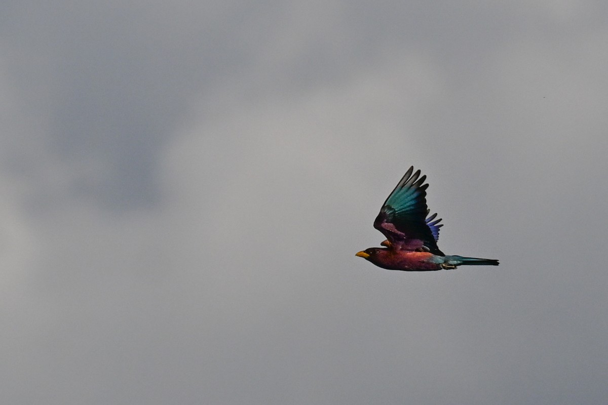 כחל צהוב-מקור - ML646437710
