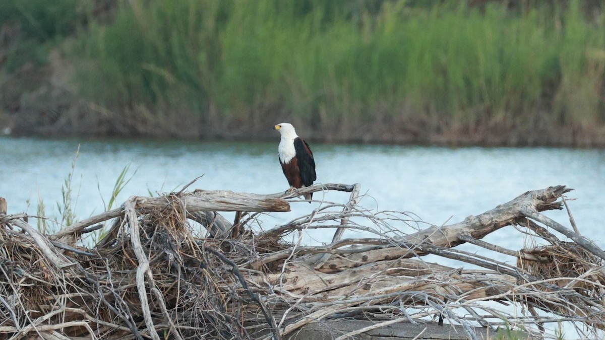 African Fish-Eagle - ML646437711