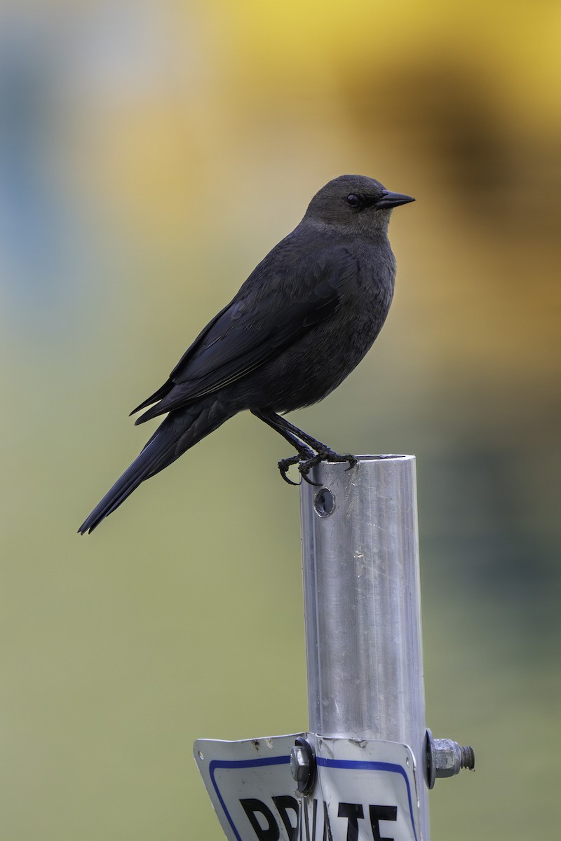 Brewer's Blackbird - ML646437712