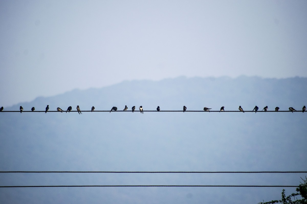 vlaštovka obecná - ML646437715