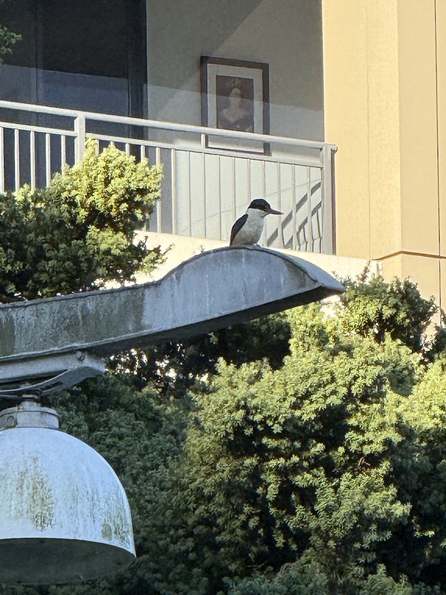 ledňáček posvátný - ML646437717