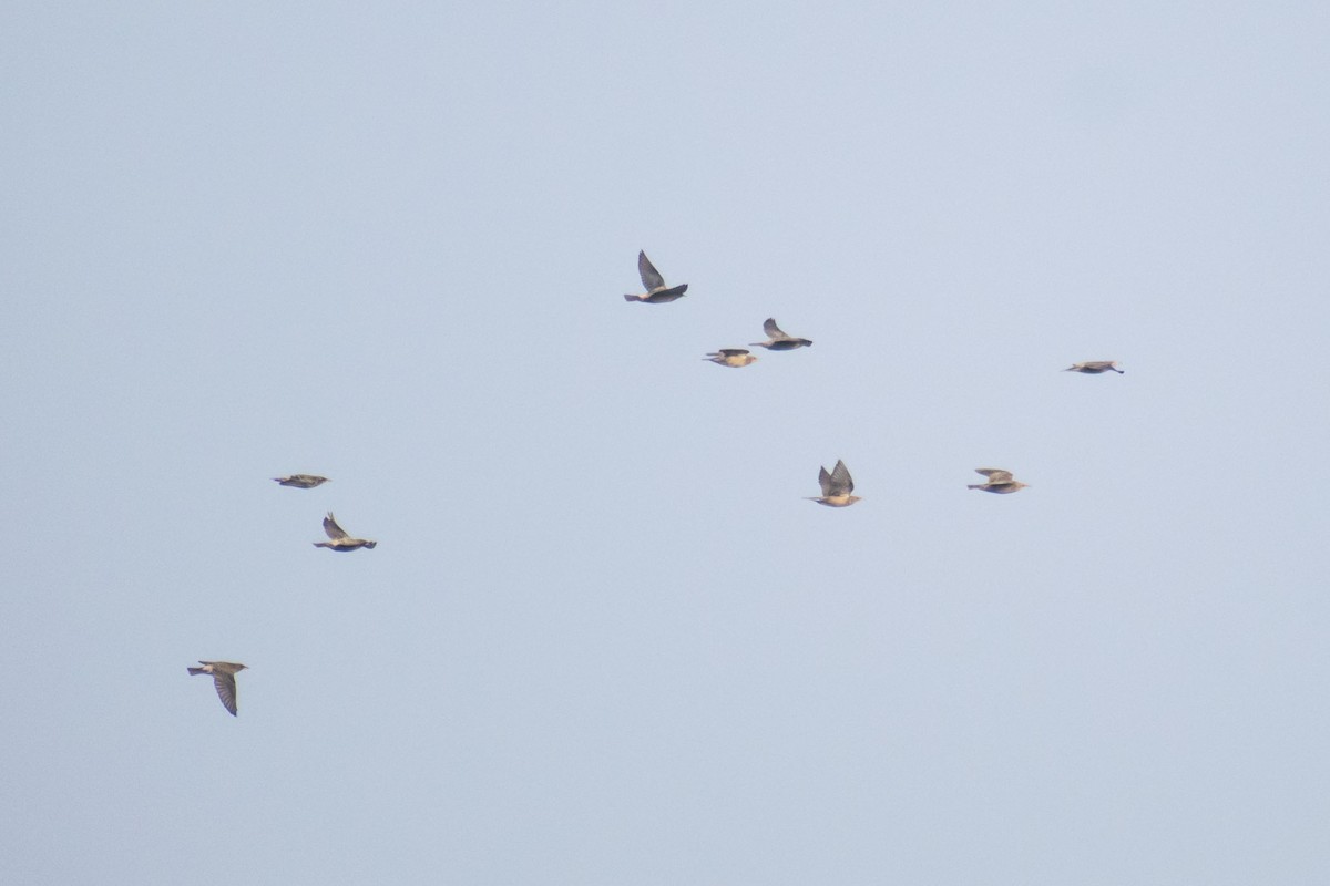 粉紅椋鳥 - ML646437718