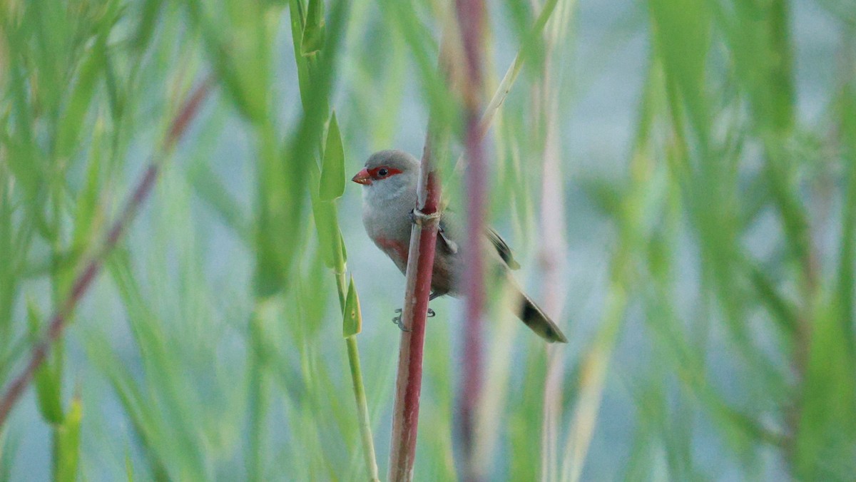 橫斑梅花雀 - ML646437719