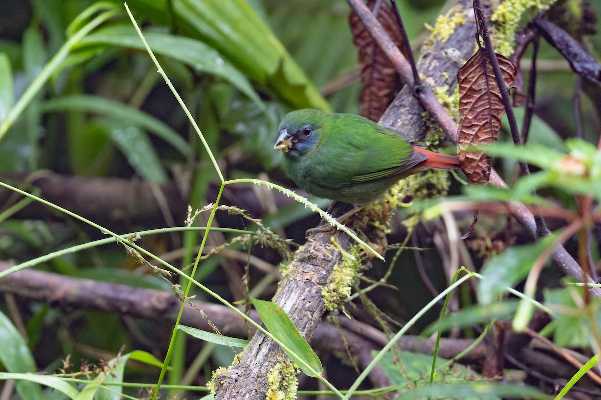Red-eared Parrotfinch - ML646437723