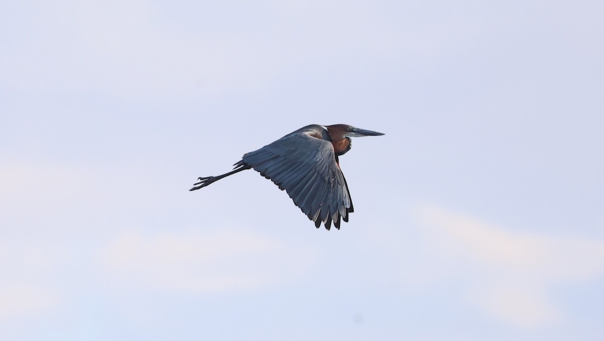 Goliath Heron - ML646437724