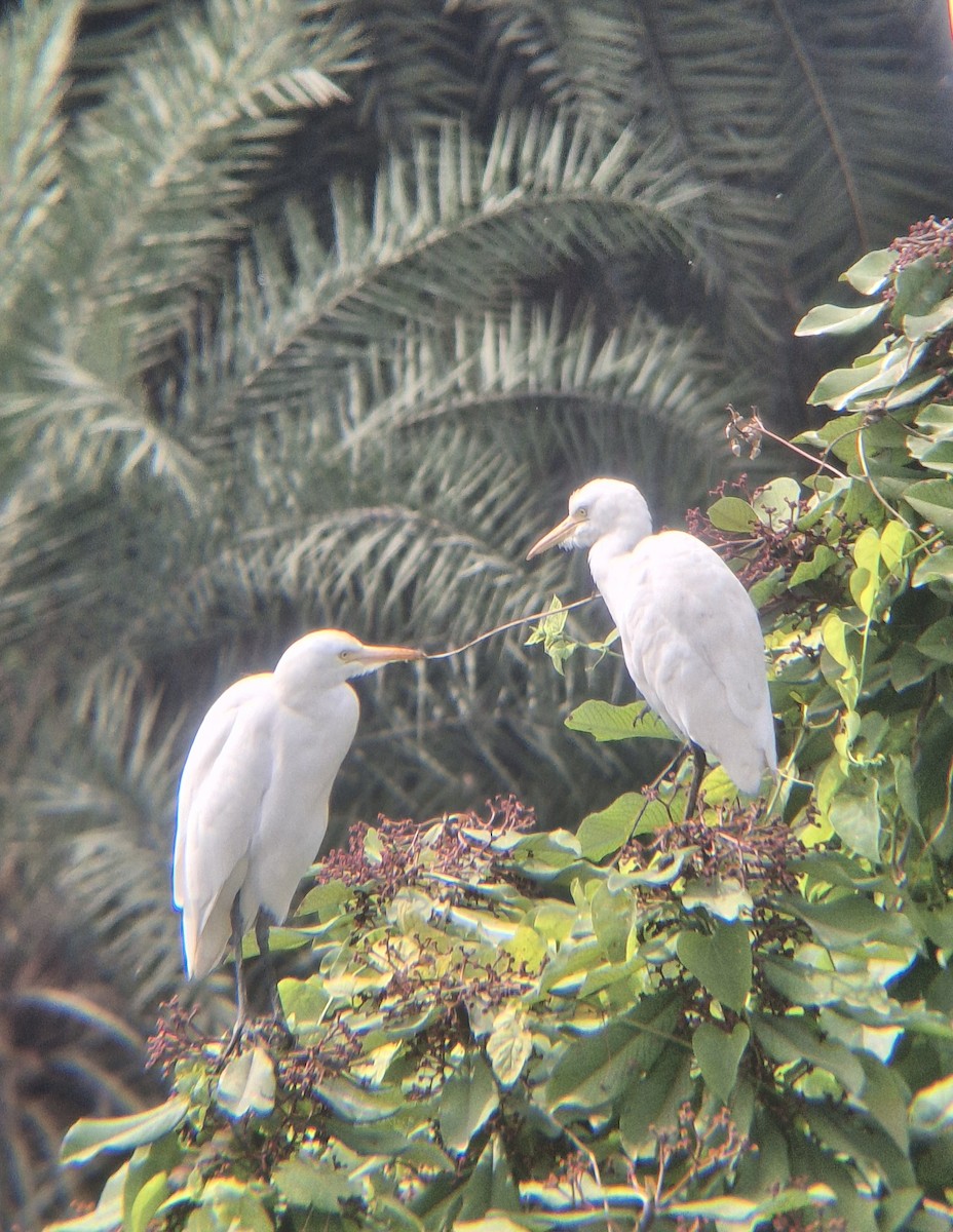 Eastern Cattle-Egret - ML646437726