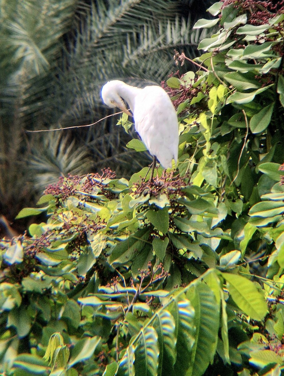 Eastern Cattle-Egret - ML646437727