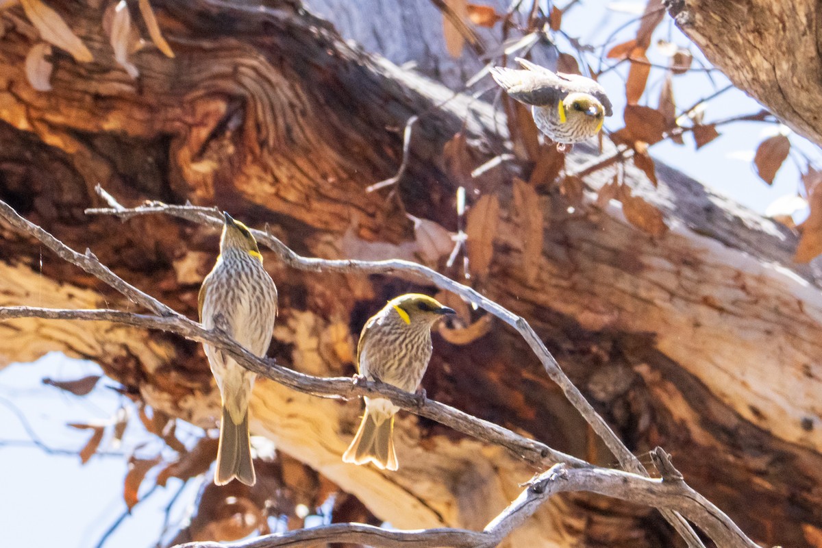 Кольчатый медосос - ML646437728