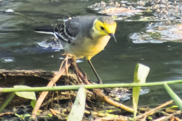 黃頭鶺鴒 - ML646437729