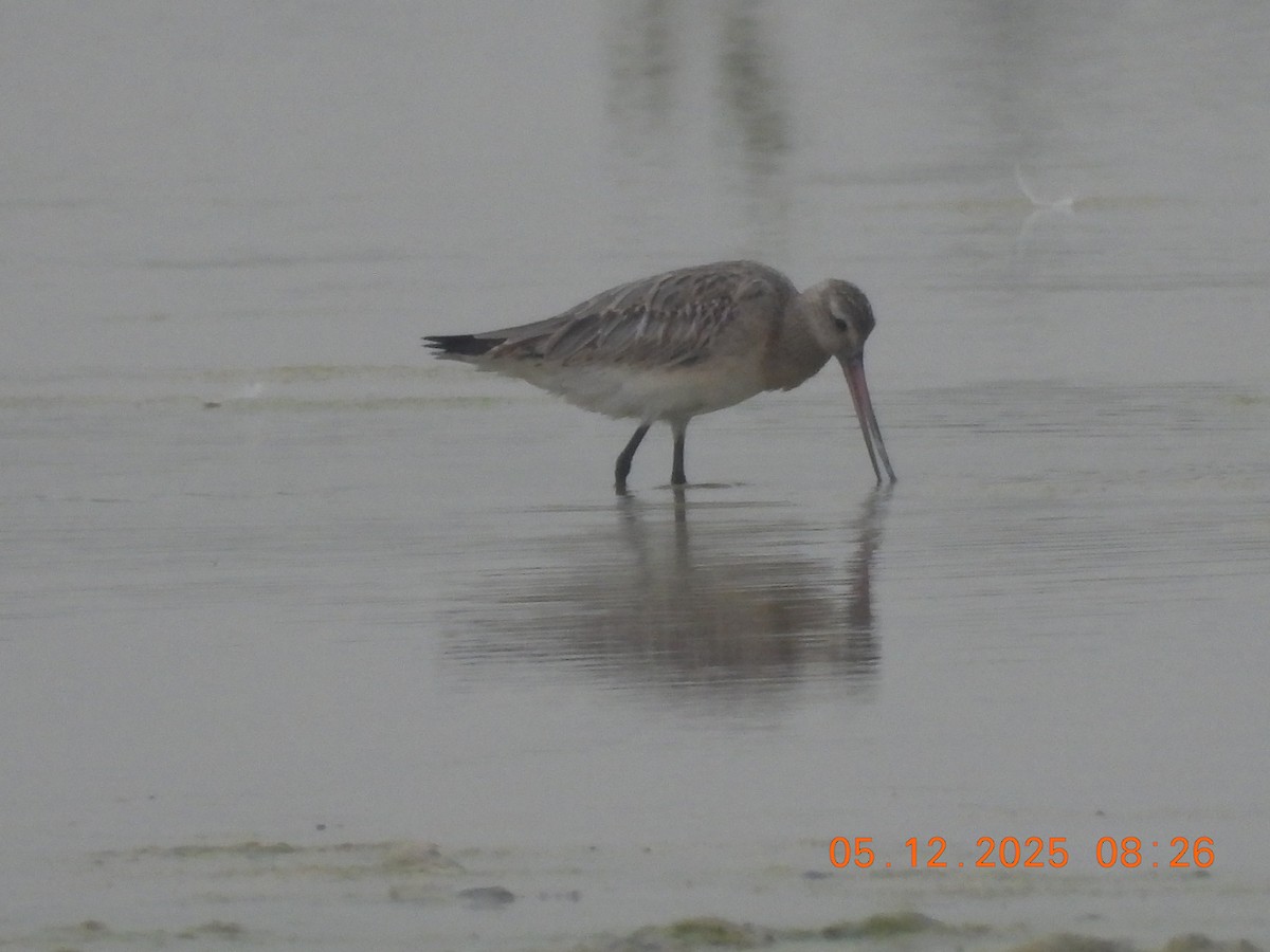 Bar-tailed Godwit - ML646437731