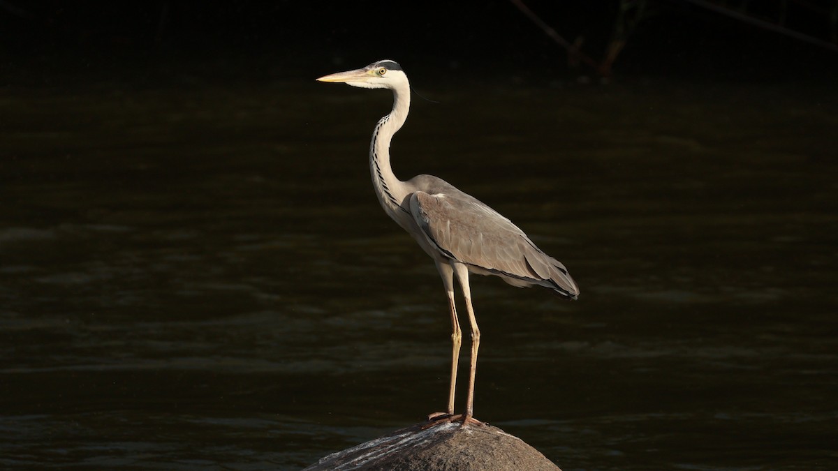 蒼鷺 - ML646437735