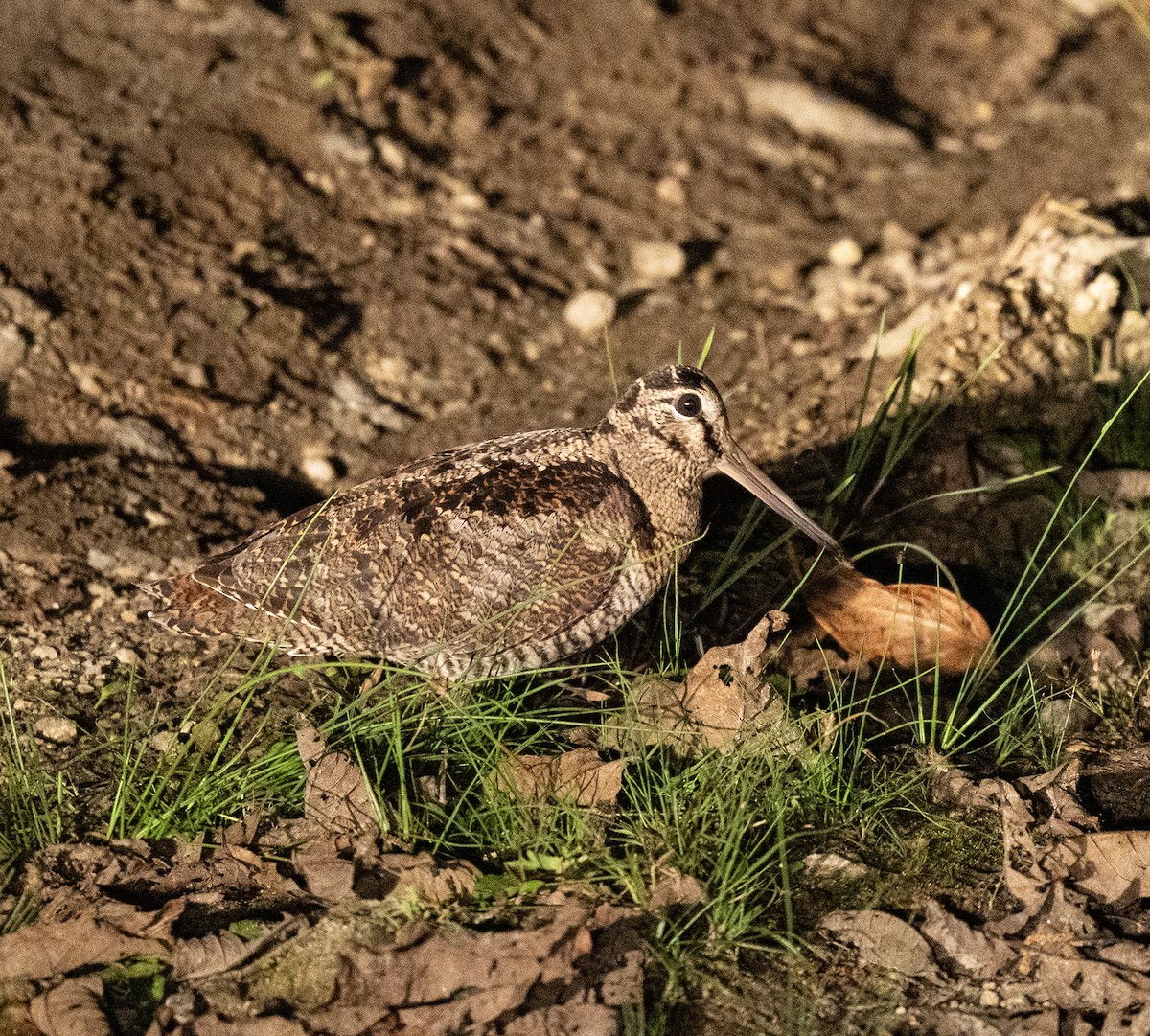 Вальдшнеп - ML646437736