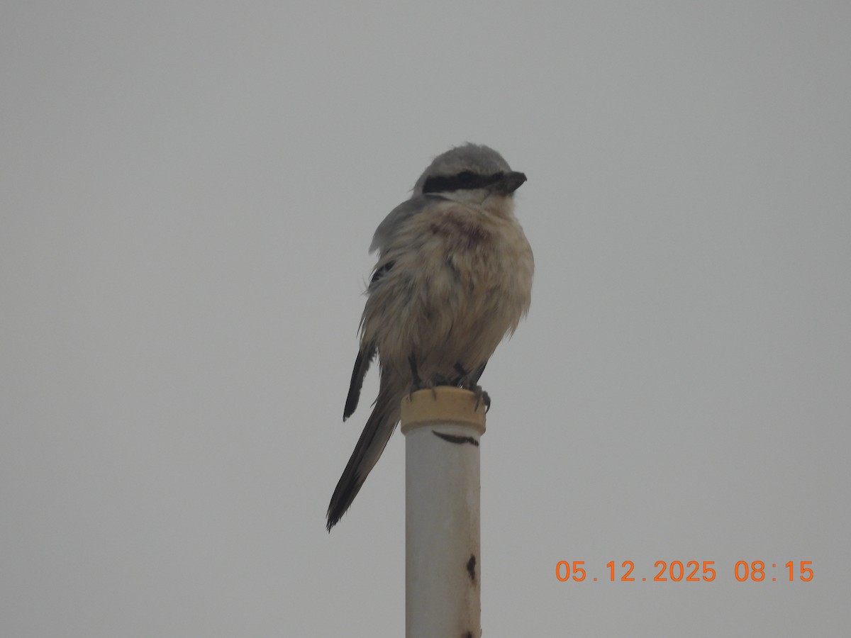 Great Gray Shrike - ML646437738
