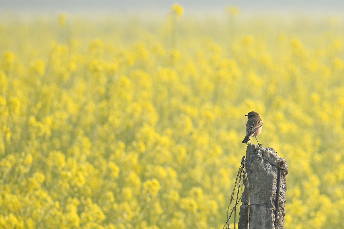 Sibirya Taşkuşu - ML646437739
