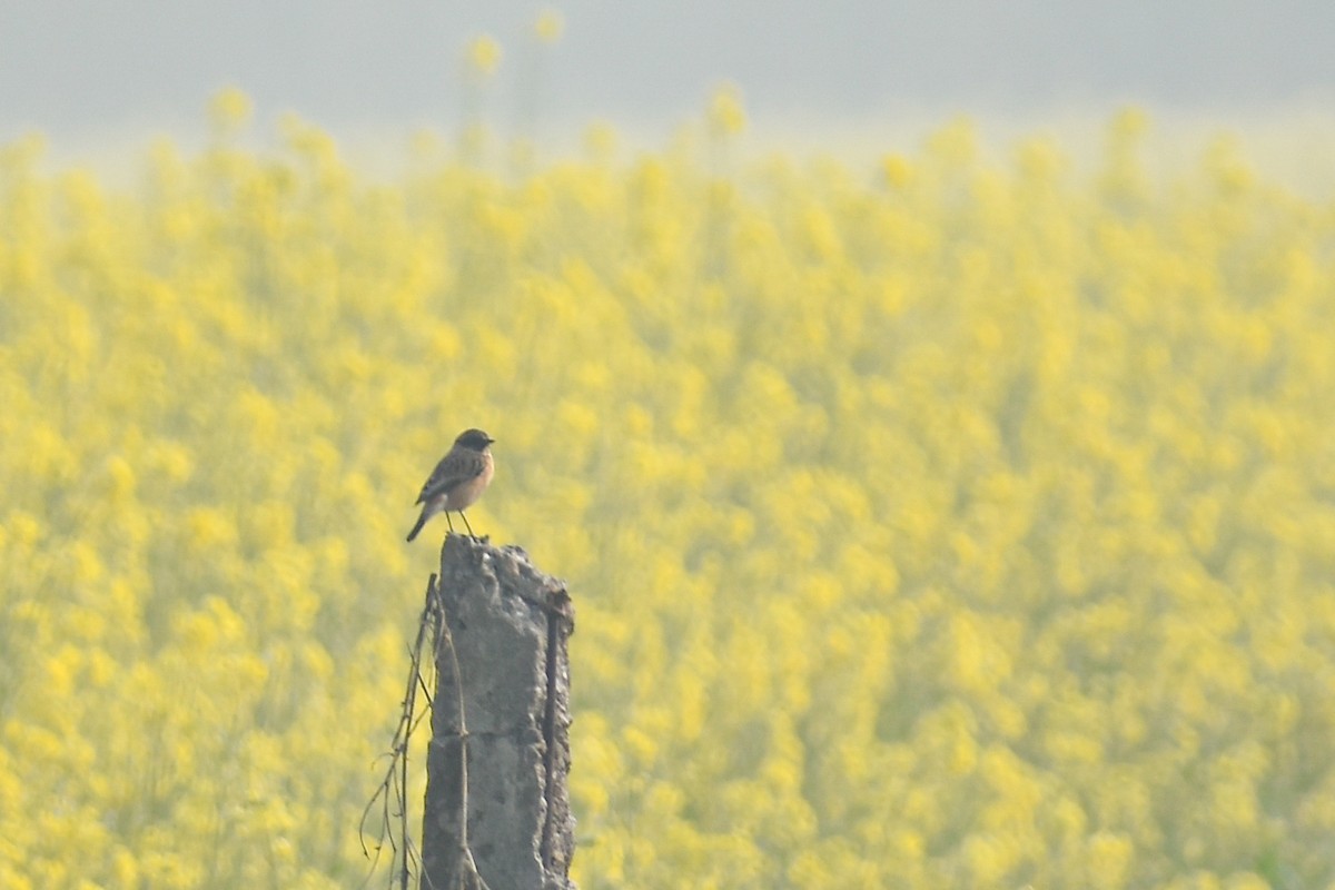 Sibirya Taşkuşu - ML646437740