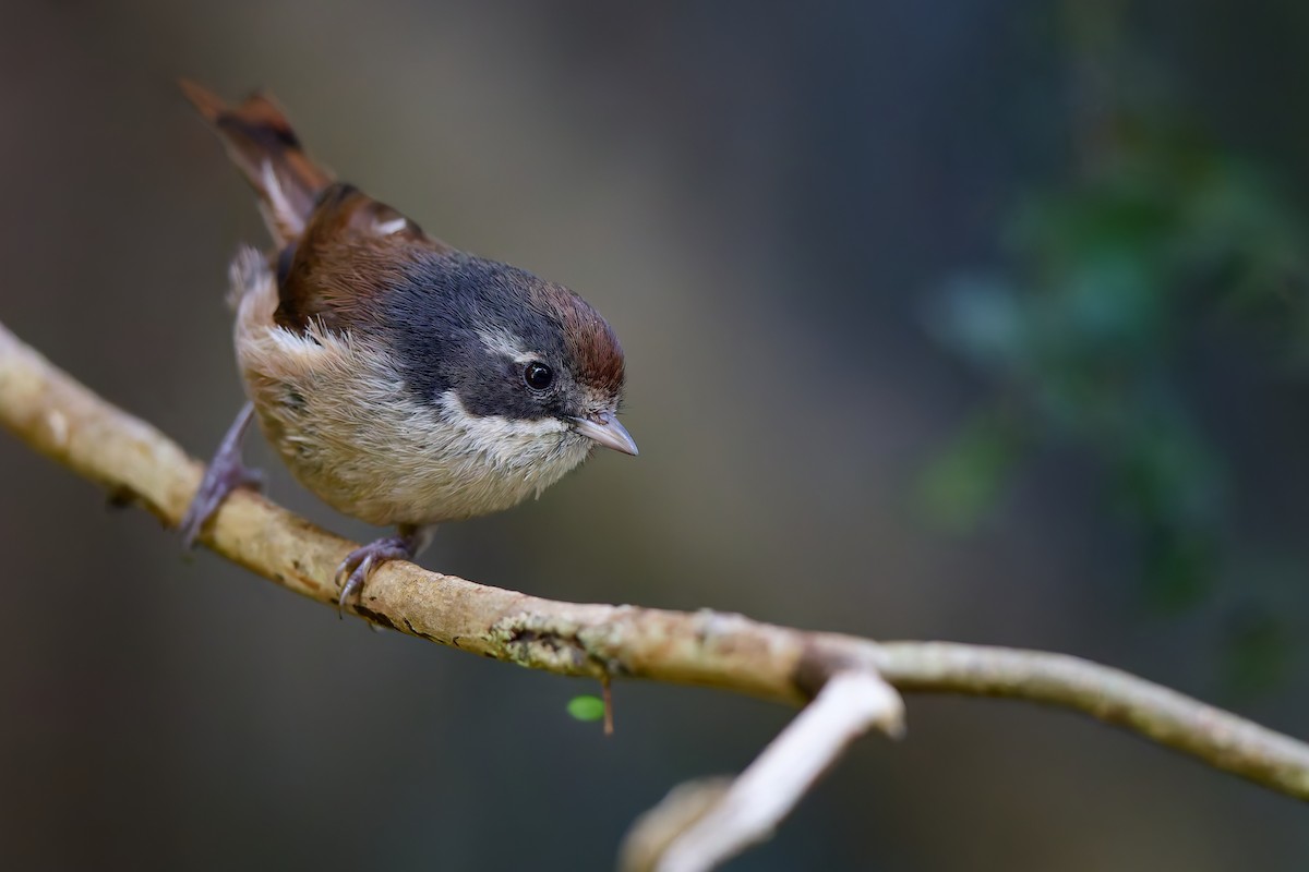 Pipipi - ML646437745