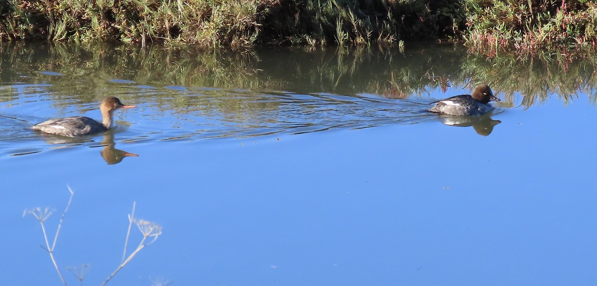 Common Goldeneye - ML646437748