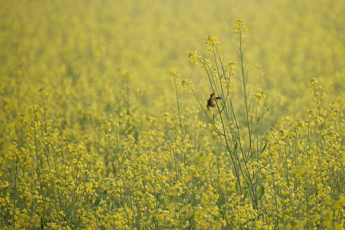 Akça Prinya - ML646437750