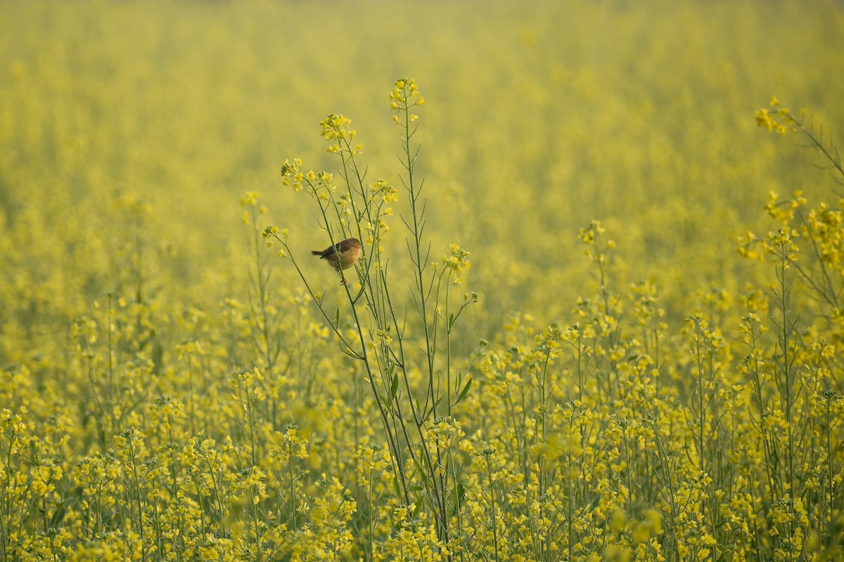 Akça Prinya - ML646437751