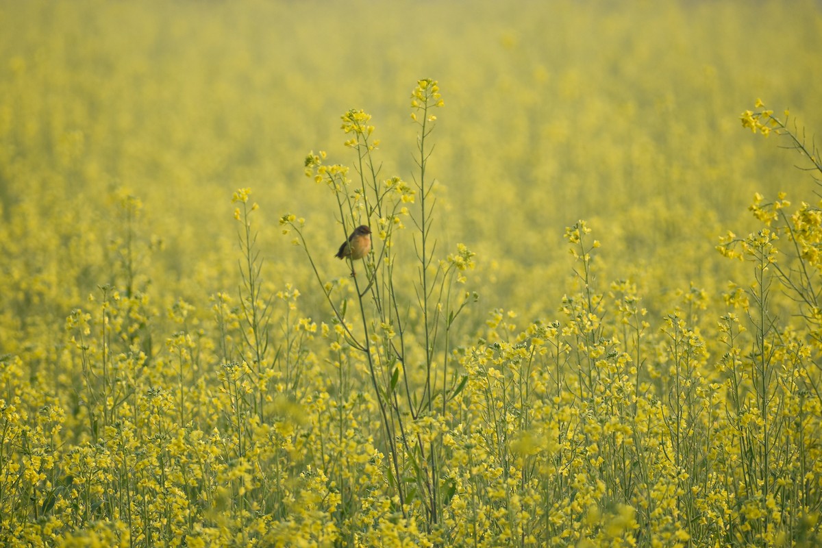 Akça Prinya - ML646437752