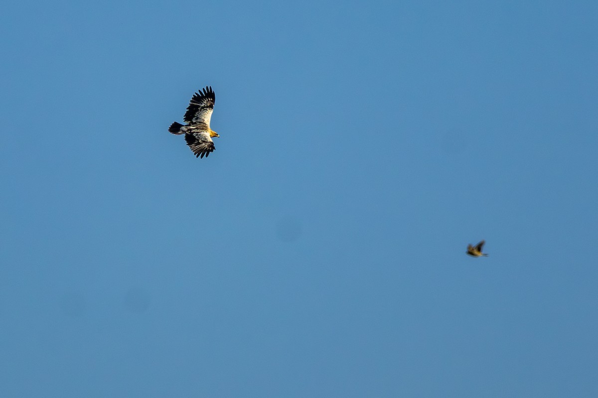 花鵰 - ML646437753