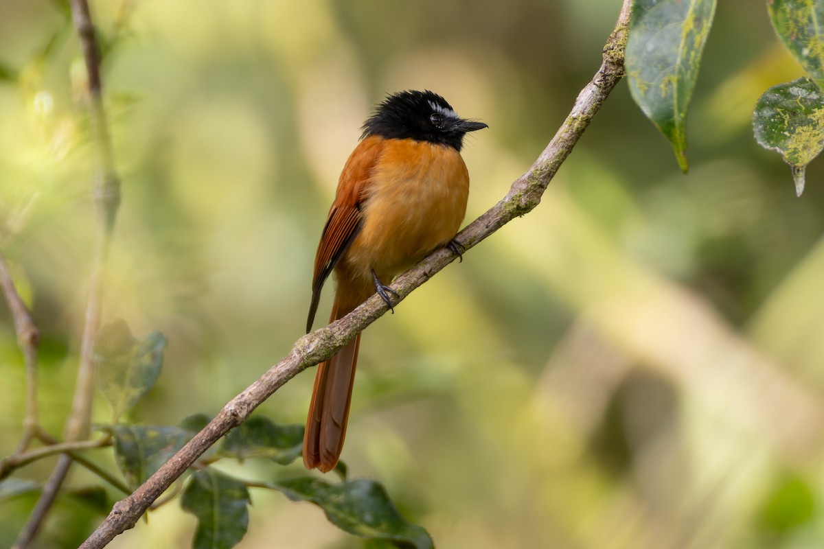 Black-and-cinnamon Fantail - ML646437754