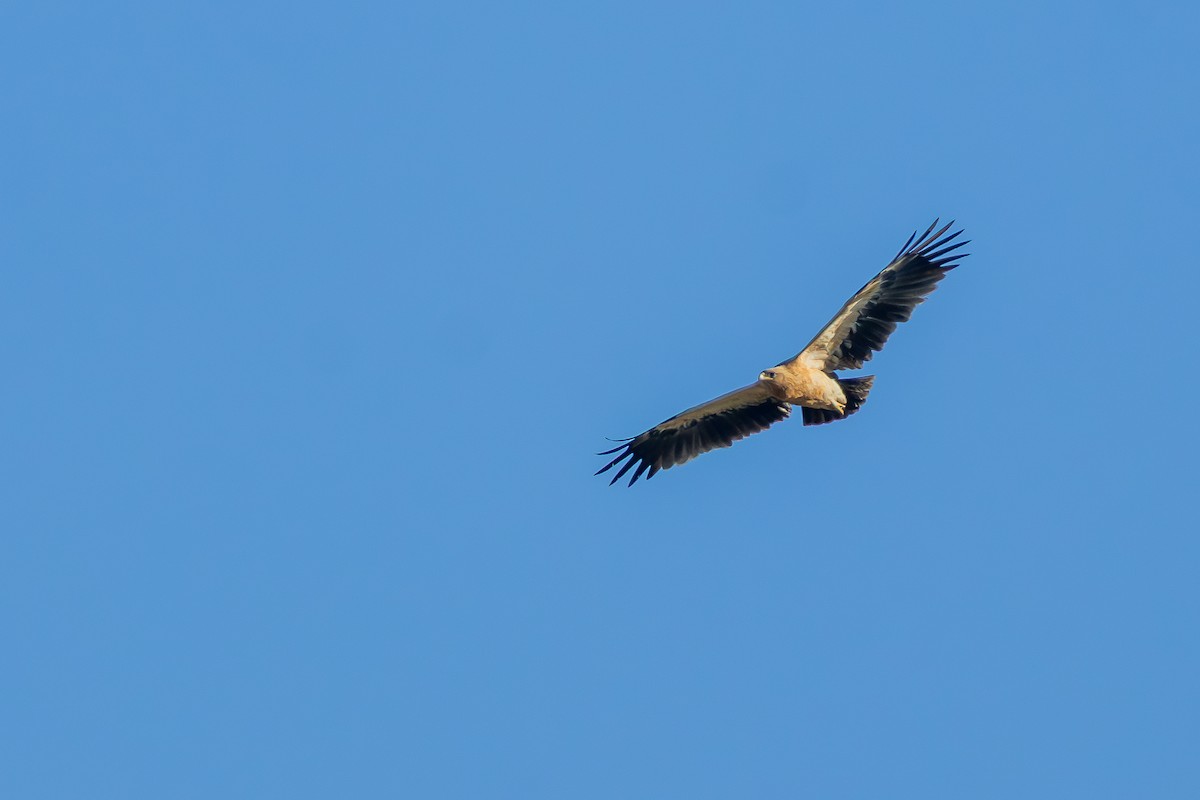 花鵰 - ML646437755