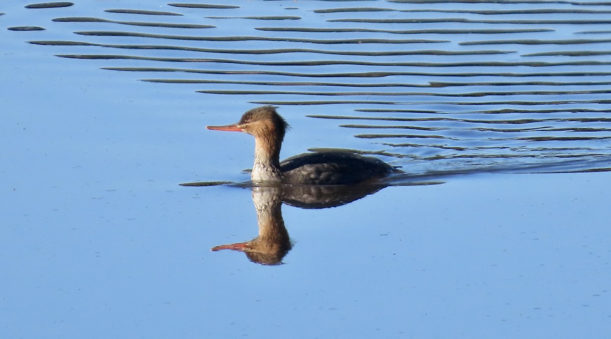 Red-breasted Merganser - ML646437758