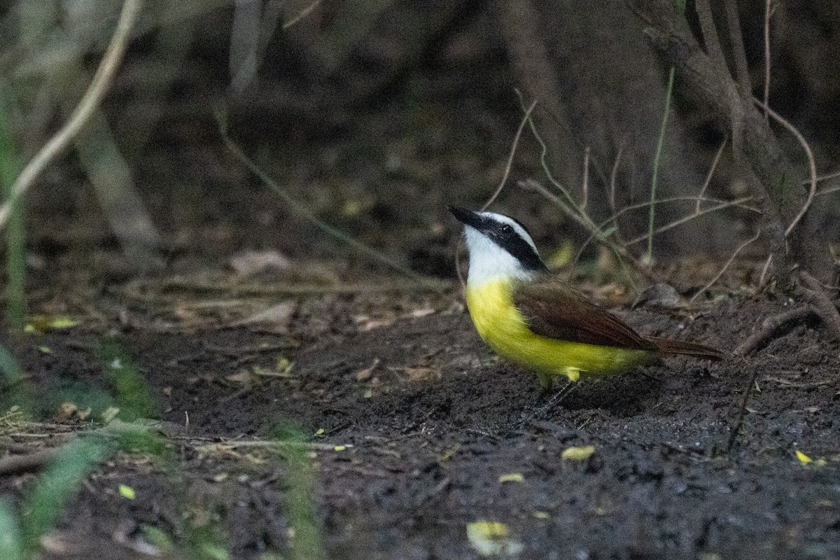 Great Kiskadee - ML646437761