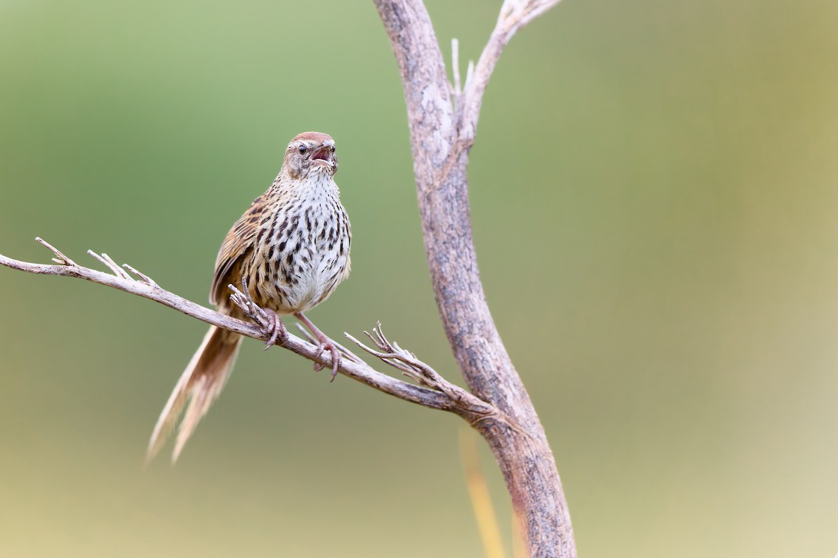 New Zealand Fernbird - ML646437763