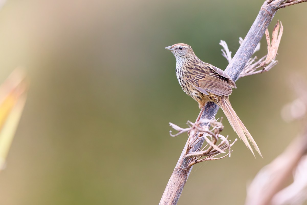 New Zealand Fernbird - ML646437764
